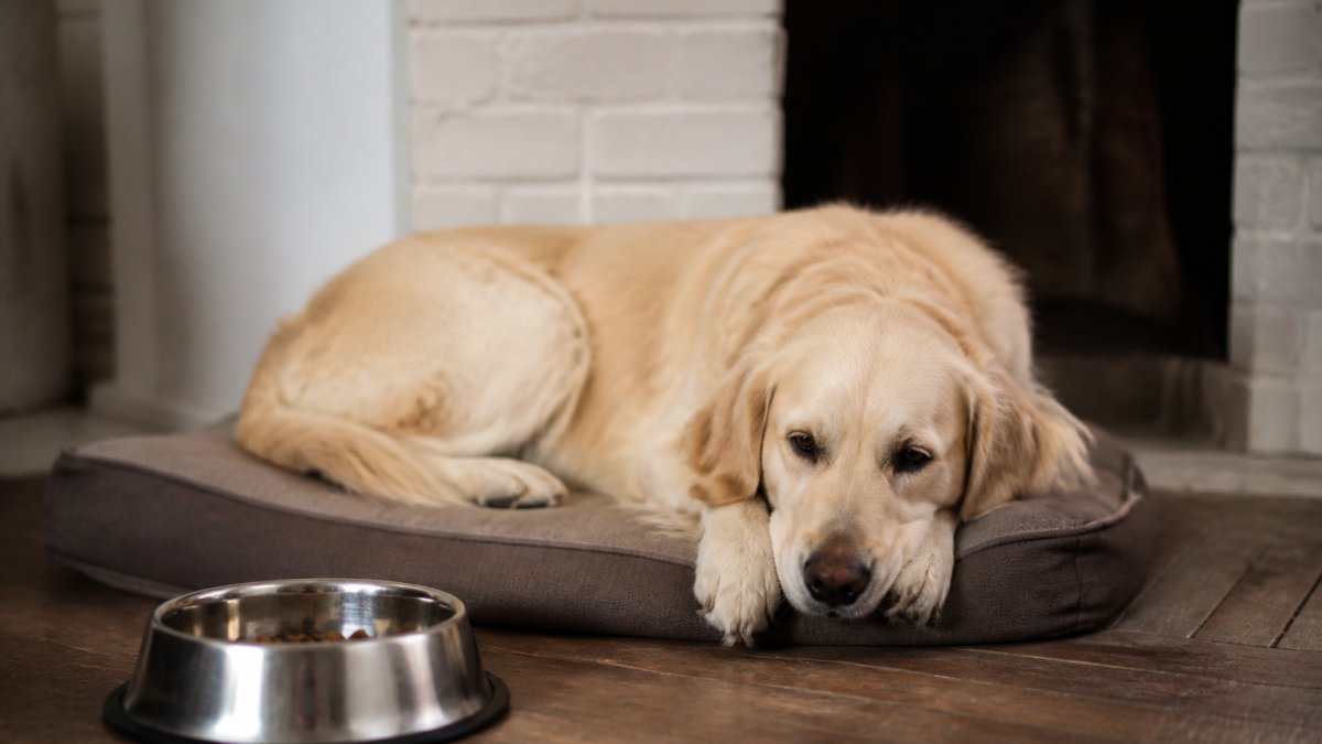 Pawsitively Organic Alternative for Sensitive Stomachs